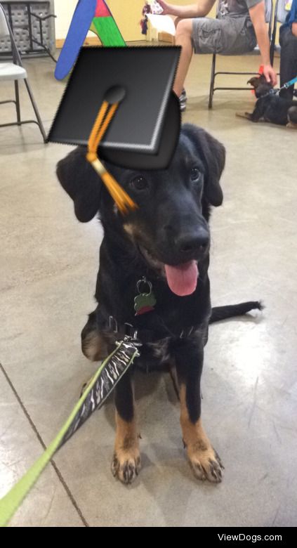 Koda graduated from puppy school!