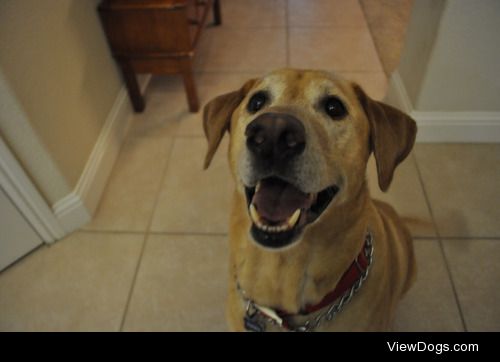 this is Tonka, my 8 year old lab :)