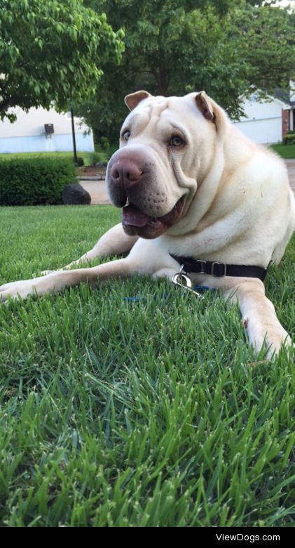 This is Wrinkles! He’s a 3 y/old Shar Pei.