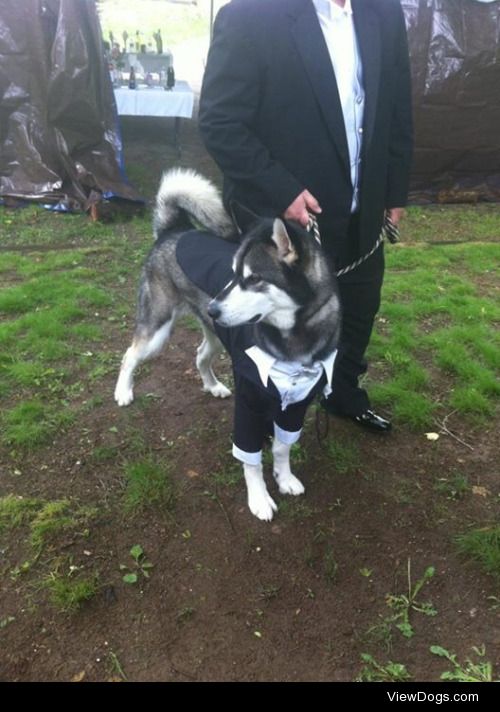 My Alaskan malamute, Damian, as the best man at my mom’s…