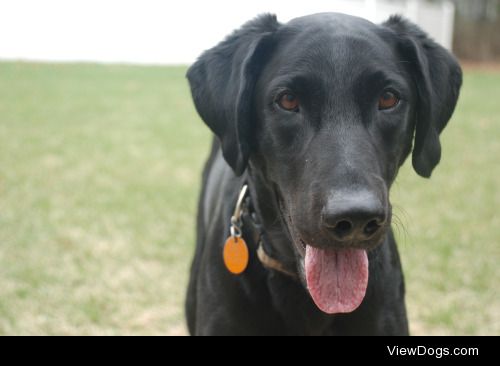 This is Bilbeaux, my 6 year old lab. 