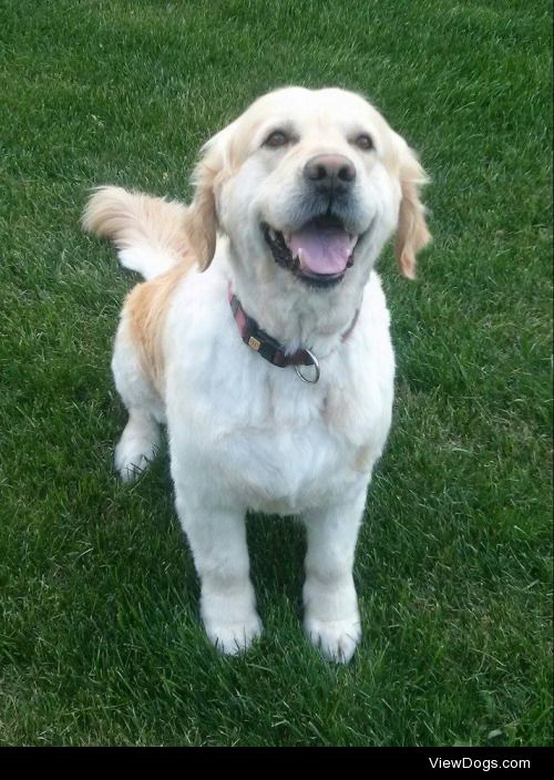 Tangi, the 7 years old golden retriever. He lives in Göd, close…