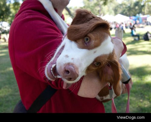 This is Ripley, my three-year-old Brittany. She travels around…