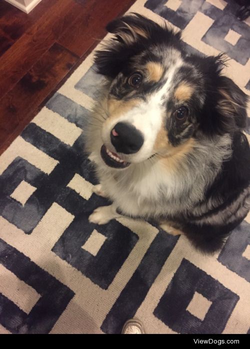 George – Australian Shepherd