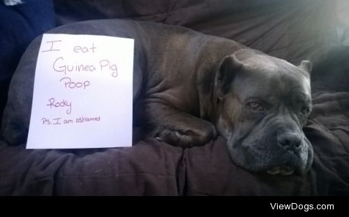 Cane of Corso I’m ashamed!

I eat Guinea Pig Poop -Rocky…