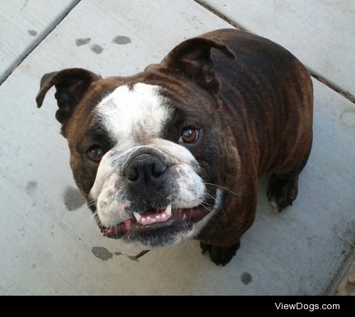 Kalhua, my English Bull Dog. She’s 3 yrs old and love the beach!