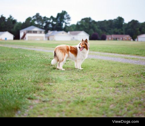 Collie | Neil Winston