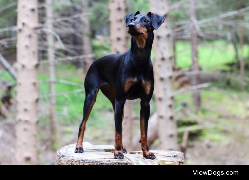 My the Manchester terrier | Amalie Bonsaksen