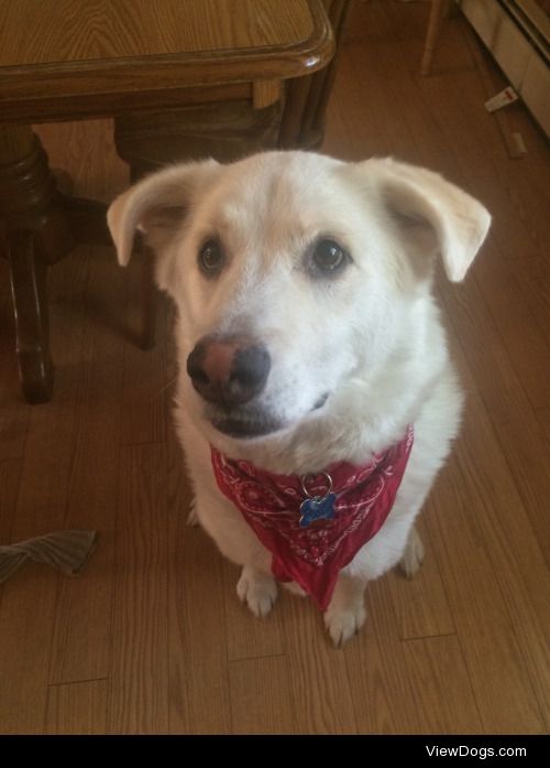 Jack in his brand new bandana!