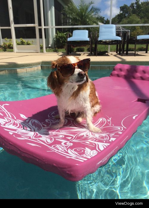 Winston (a cavachon) lounging in the pool in style