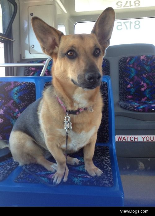 my basset hound / german shepherd cross taking the bus with me …