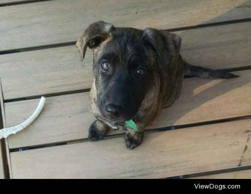 You recently posted a 6 month old mastiff mix named Jax…this is…