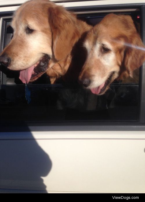 Tank and Mac are my handsome golden retriever rescued pups who…