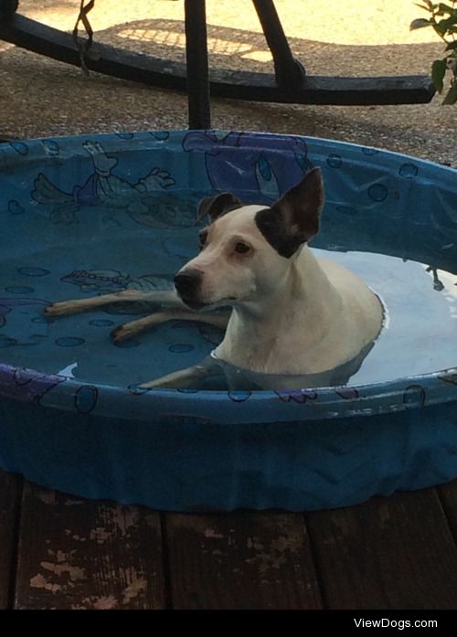 Domino (the Jack Russell Terrier) and Jude (the Dachshund) enjoy…