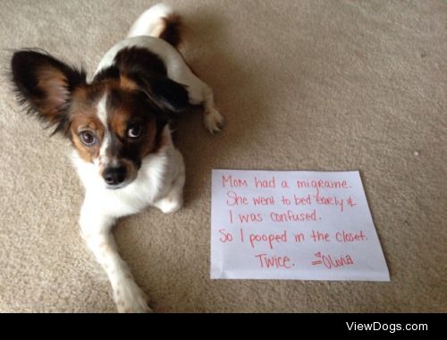 Considerate Canine

“Mom had a migraine. She went to bed…