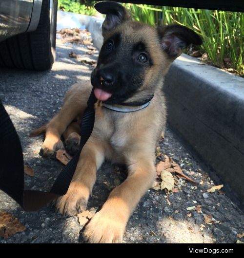 This is Weylin! My 9 week old Belgian Malinois. He is the most…