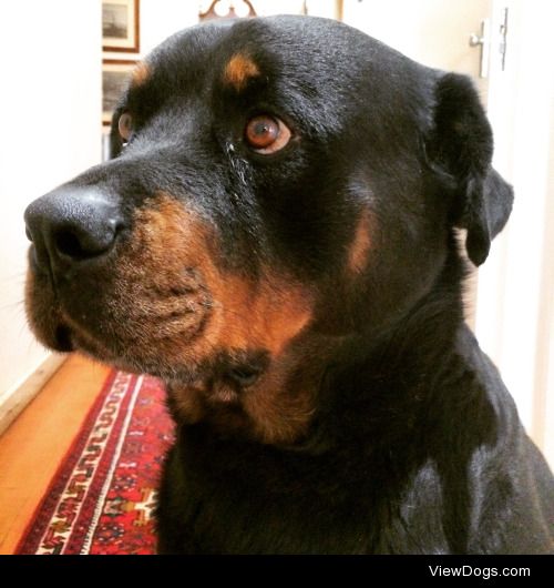 This is Shakespeare, a 6-year old Rottweiler. His eyes reflect…