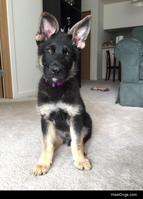 My 11 week old Bi-color GSD named Flynn :)