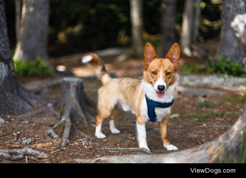 Hiking with Niko! | Zach Taiji