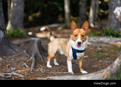 Hiking with Niko! | Zach Taiji