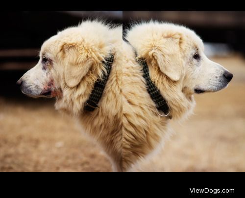 Two SidesThis is my Great Pyrenees, Setsuko in the beginning…