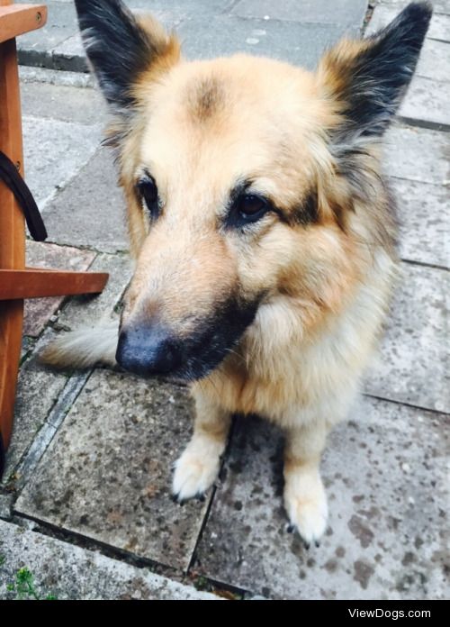 My beautiful Alsatian Rex, enjoying our rainy bbq!