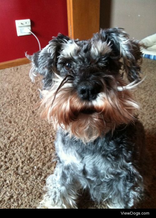 My nine year old mini schnauzer, Grace