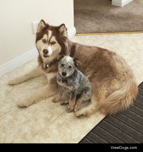 My blue heeler baby and his husky big brother! They’re obviously…