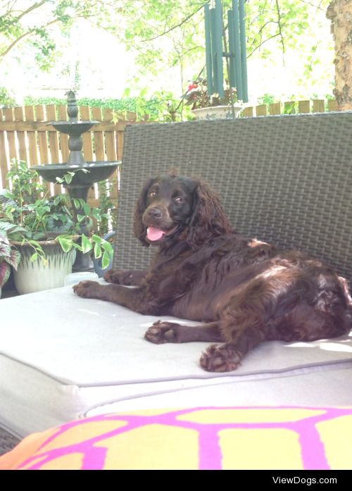 My little girl anabel the boykin spaniel. She is the sweetest,…