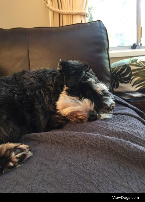This is my totally independent and neurotic Mini Schnauzer,…