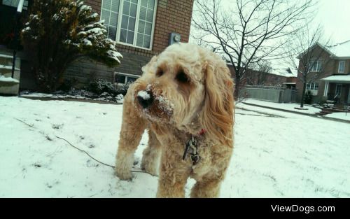 My boyfriend’s 3 year old Goldendoodle, Baxter. Although this…