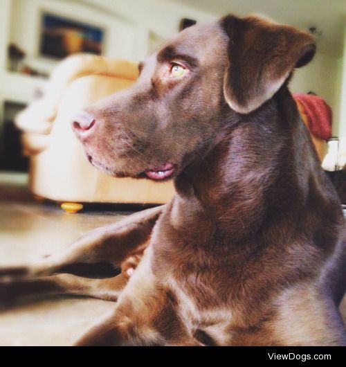 Hudson is a chocolate lab- Irish setter (and a lot of other…
