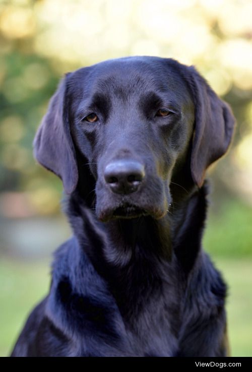 Beautiful Bella. 2& ½ year old black Labrador. ❤️❤️❤️