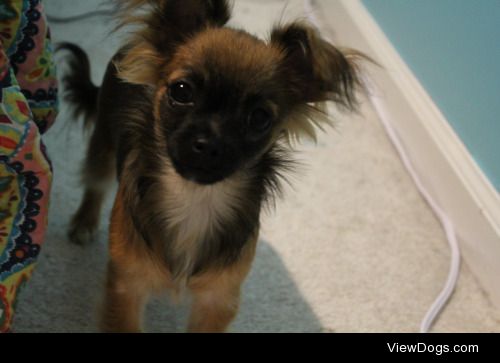My currently nameless long haired chihuahua pup! She’s very…