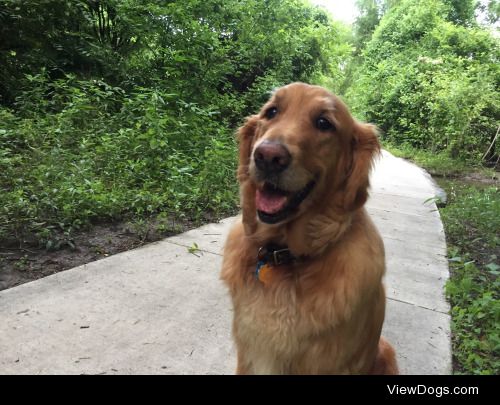 Rufus loves his walks.