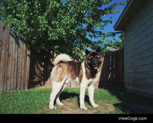 Soko. My year and half old Akita.