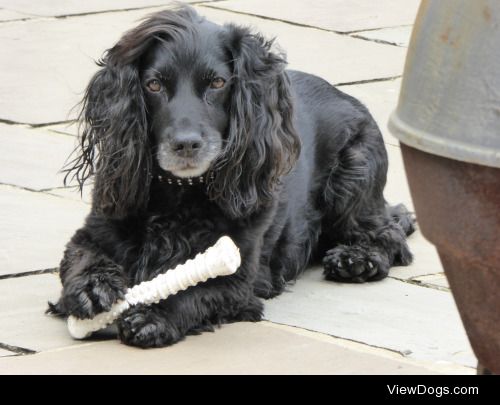 My handsome boy Charlton :) nearly 10, still a puppy :) 