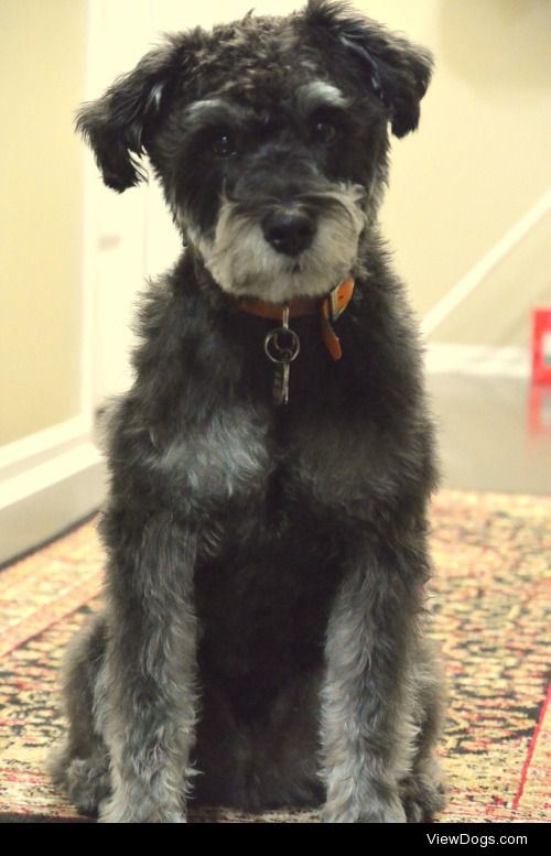 This is Louie, my one year old Schnoodle! He is the light of my…