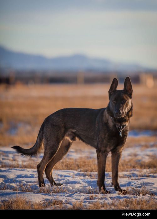 This is my German Shepherd puppy, Sagan, at 10 months. He’s…