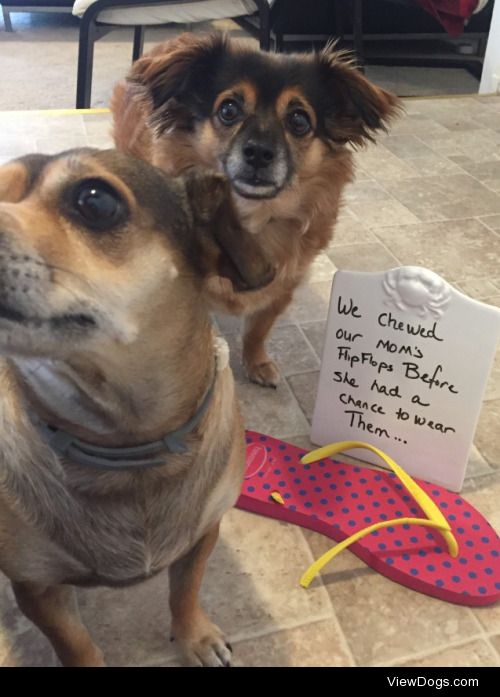 New flip flop.. Or new chew toy?

Klaus and Cosmo thought my new…