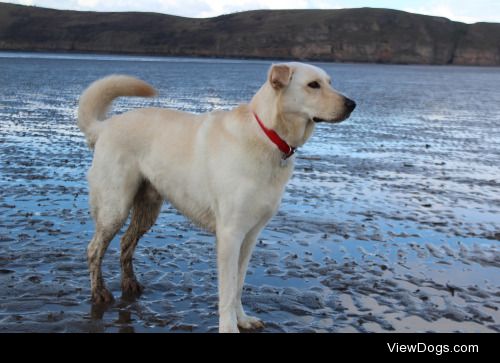 German shepherd x golden retriever. Mylo. 