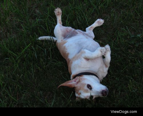 Carmen rolling in the grass at sunset (X)