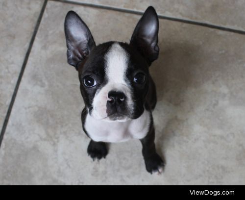 puppy Princess Peaches, Boston Terrier ☺️