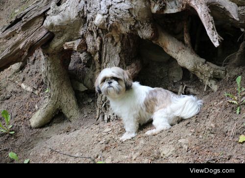 Casey the adventure dog!
Check out my blog, meet-the-pack for…