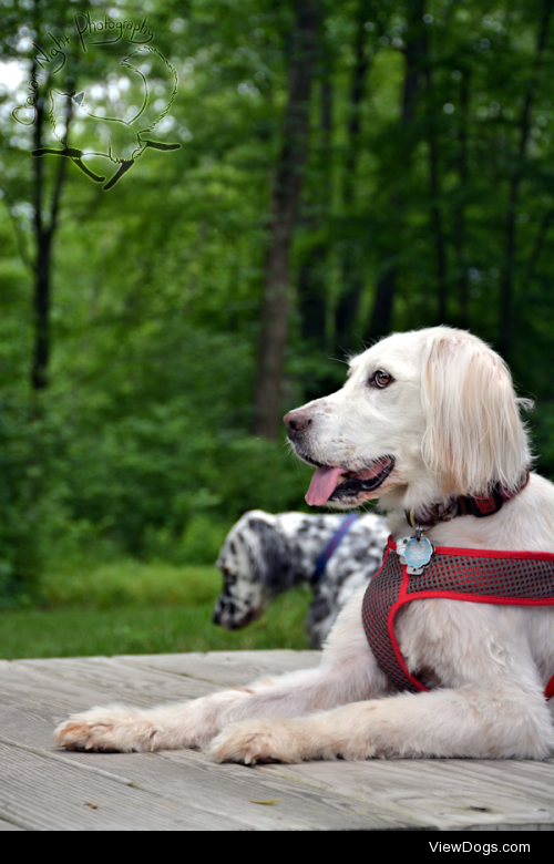 English Setter I met at a benefit picnic for the Above &…