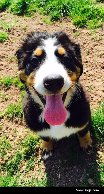 This is Marley my 5 month old Bernese pup! He loves cuddles in…