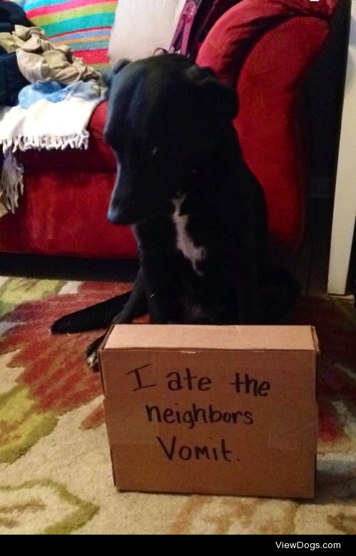 Who should be more ashamed: dog or neighbour?

Our bachelor…