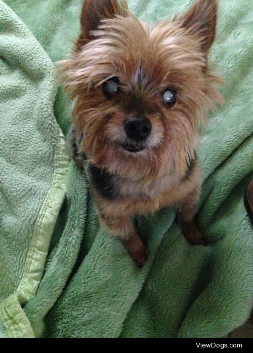 Lucy the 12 year old Yorkshire terrier. She’s still my baby girl…