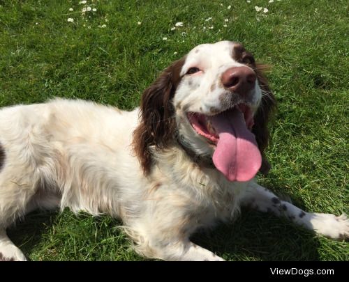 Milo – Springer Spaniel