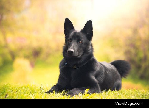 Korak – The Black Norwegian Elkhound | Tanja Renate Aakerøy